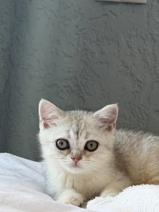 Котик шотландський прямовухий