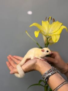 Білка летяга, ручна білка поссум
