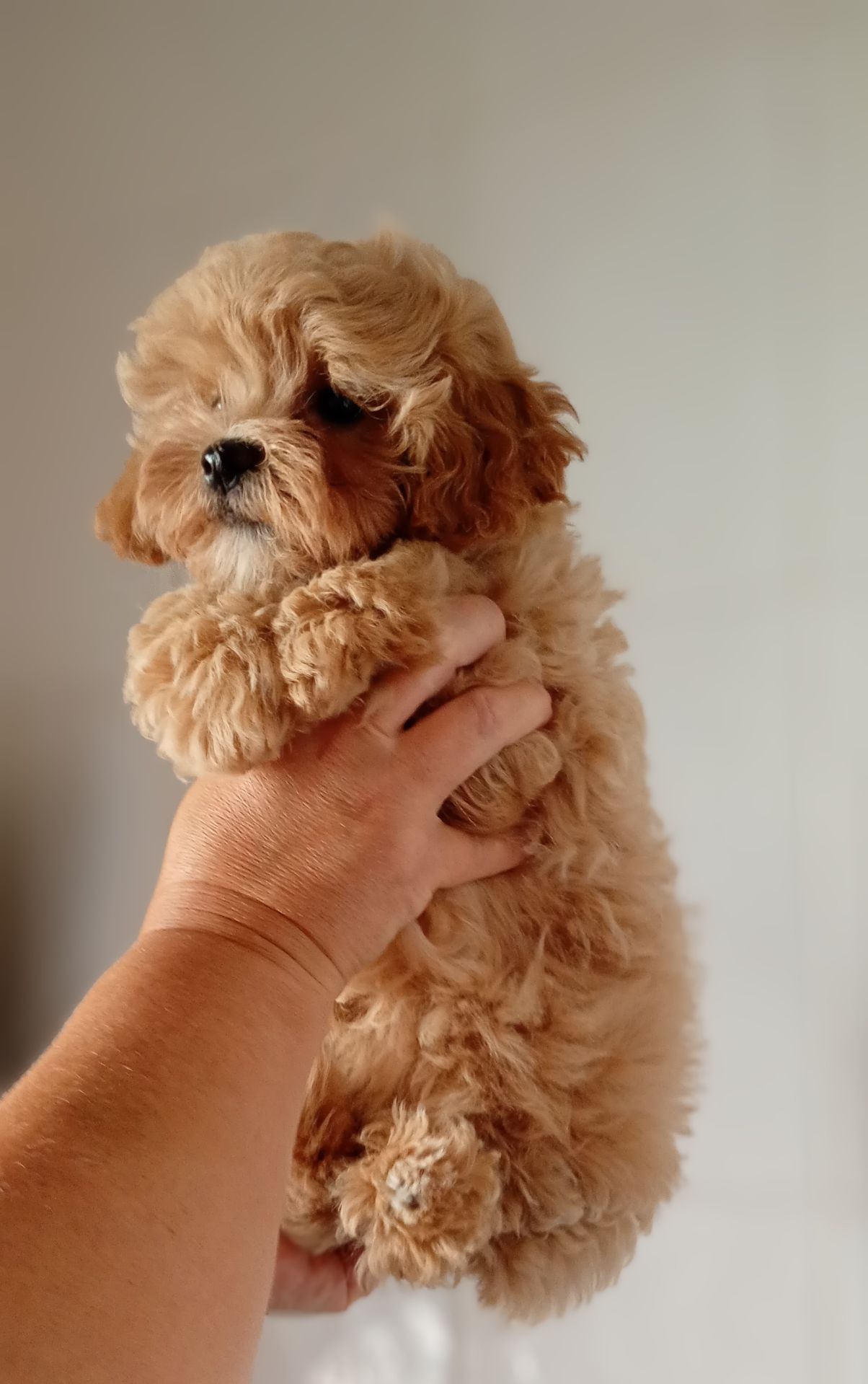 Teddy 🧸мальтіпу плюшеві ведмежата дівчата