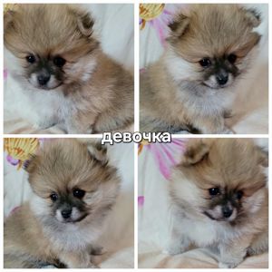 Красивые дети померанского шпица