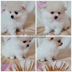 Красивые дети померанского шпица