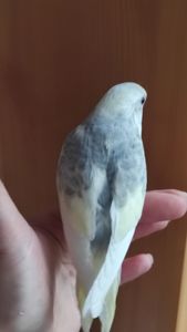 Волнистый попугай