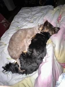 Відам песика в добрі руки🥹