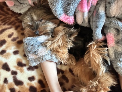 Відам песика в добрі руки🥹