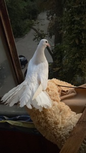 Продам молодого голубя павлина