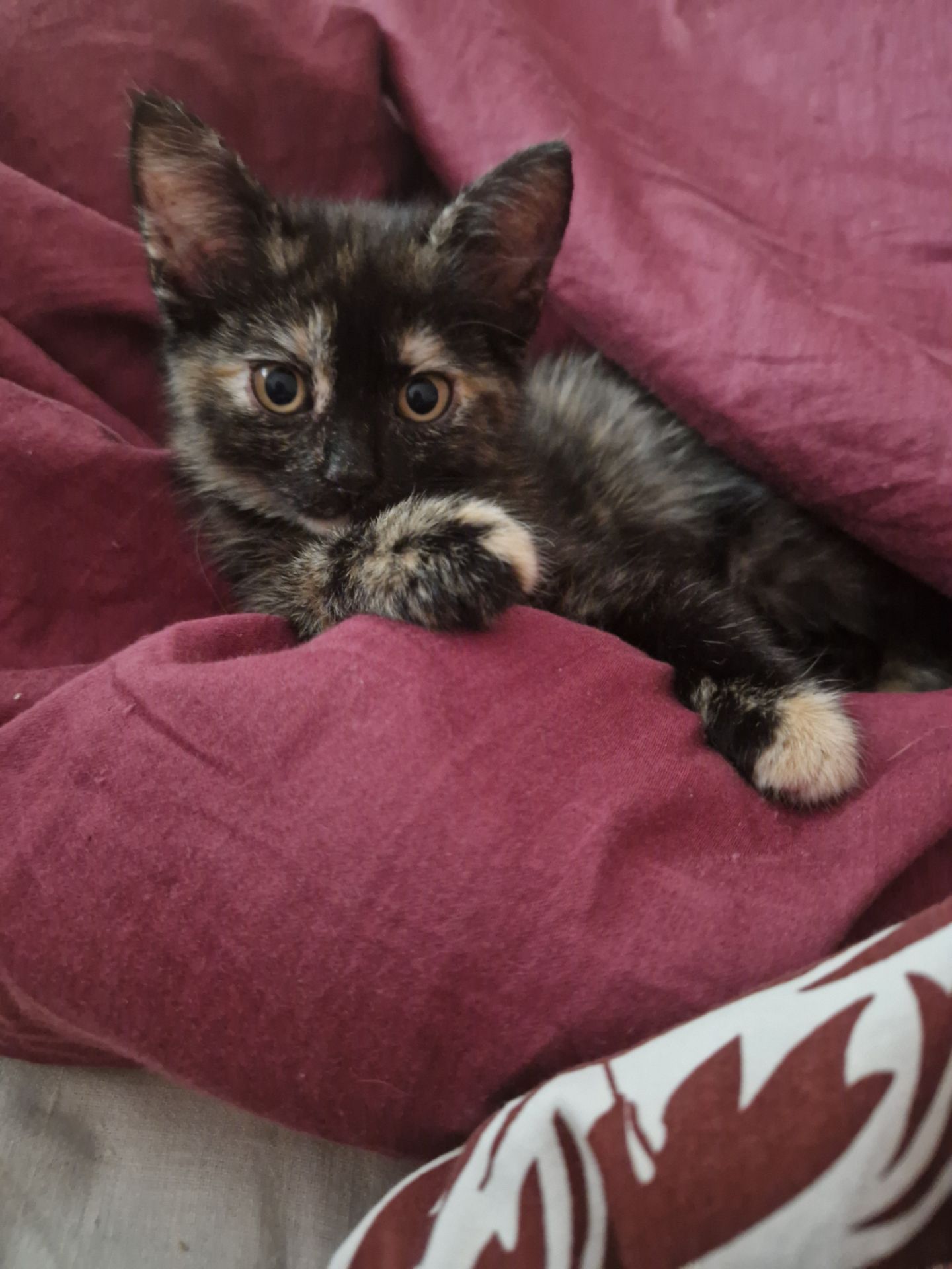 Плямисте КотоСонечко