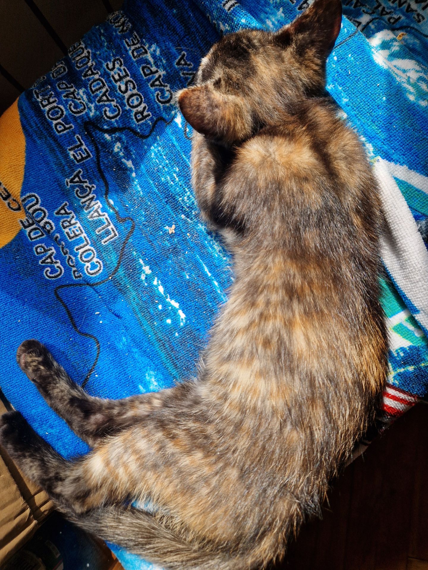 Плямисте КотоСонечко