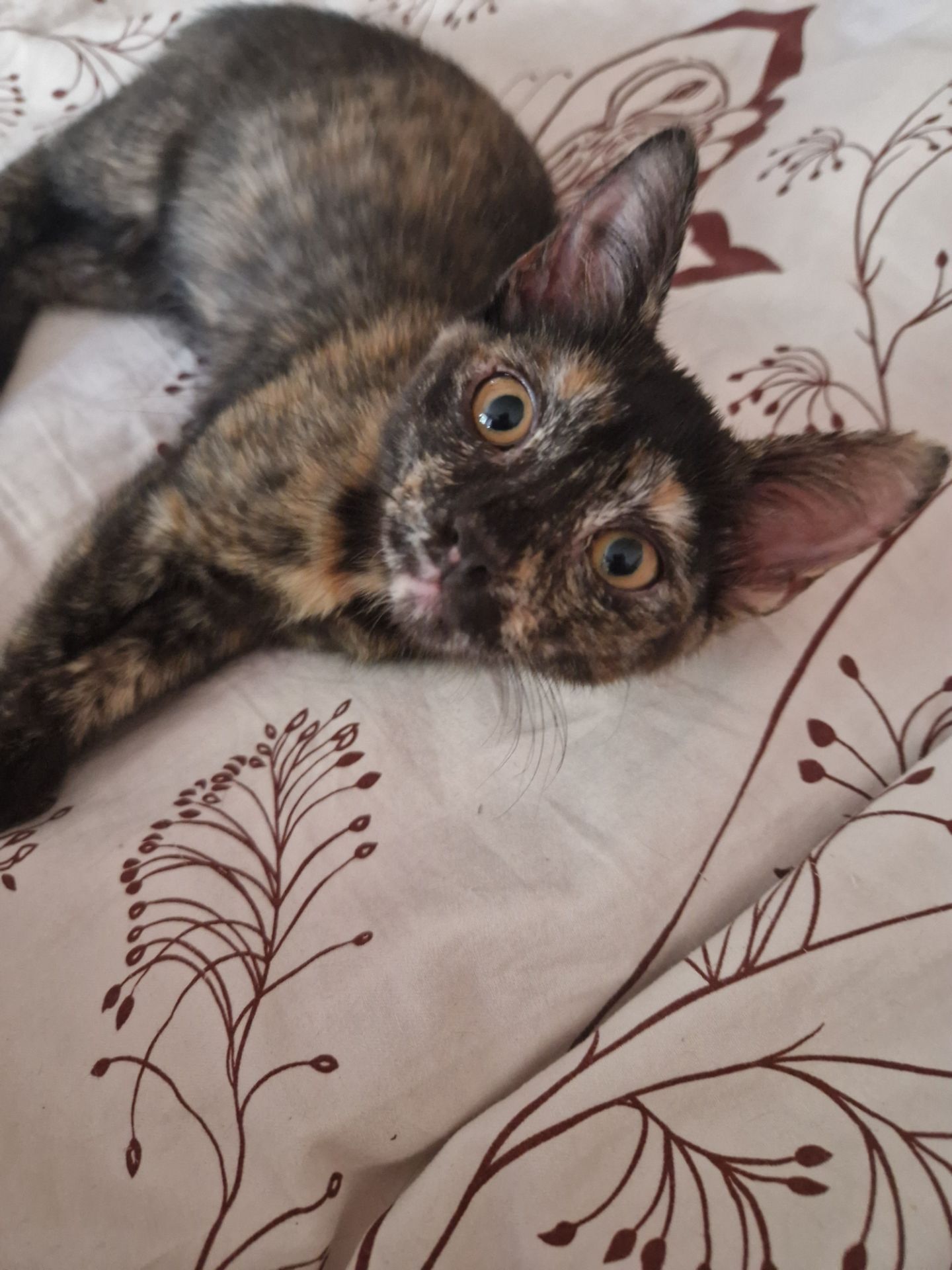 Плямисте КотоСонечко