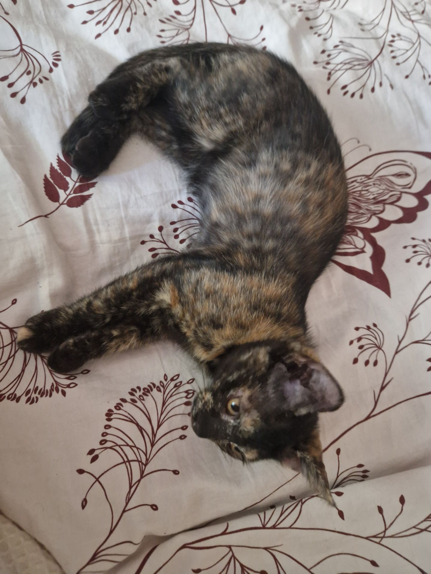 Плямисте КотоСонечко