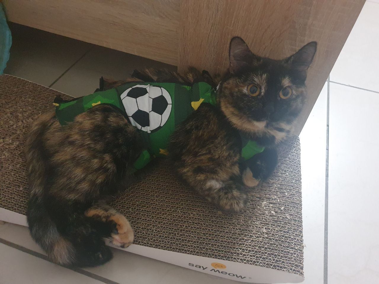 Плямисте КотоСонечко