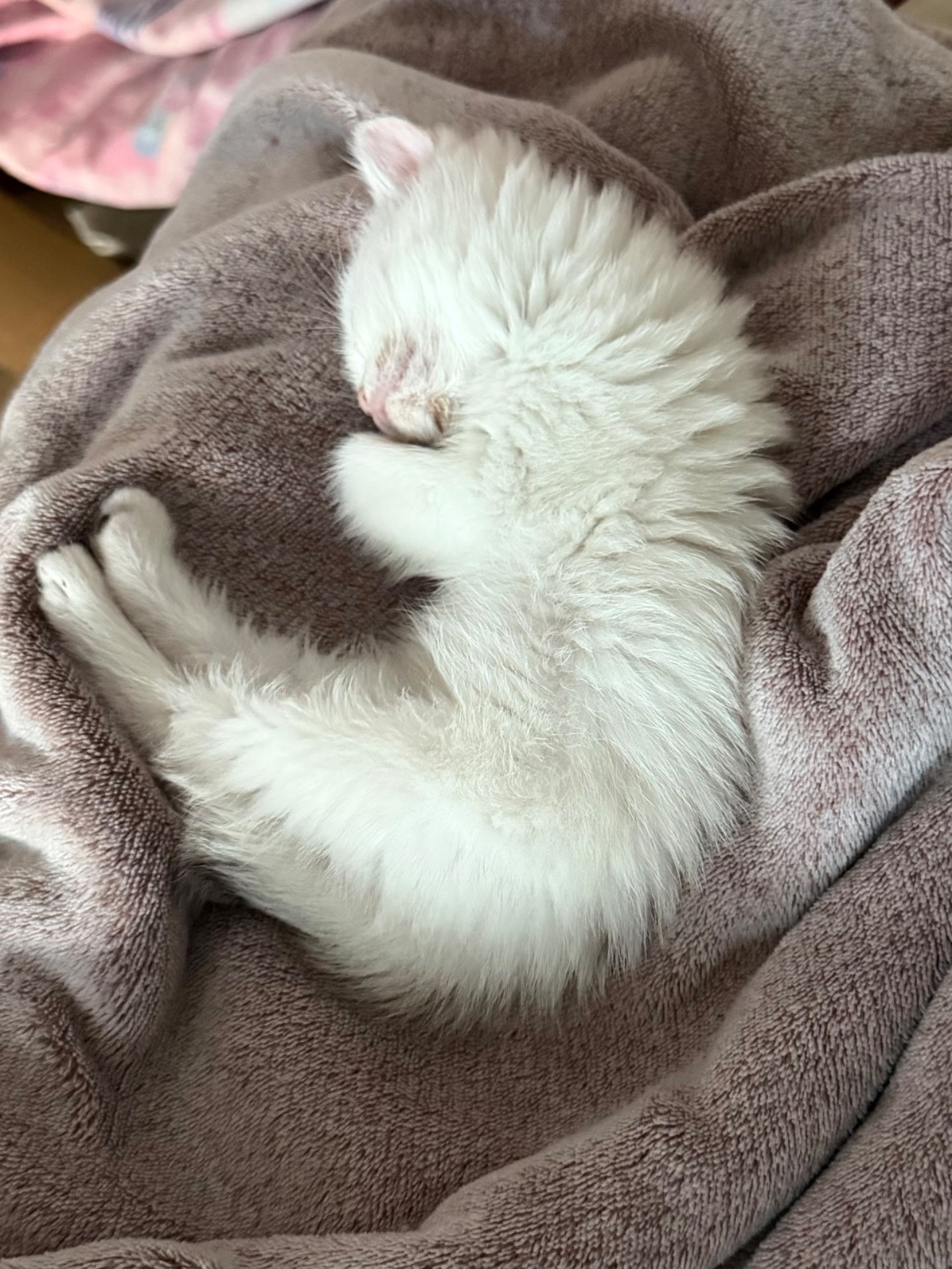 двi дiвчинки шукають новий дiм
