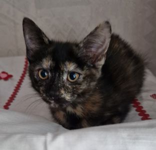 Плямисте КотоСонечко