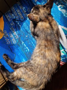 Плямисте КотоСонечко
