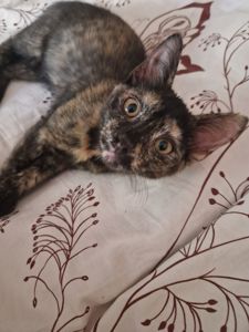 Плямисте КотоСонечко