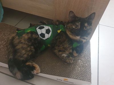Плямисте КотоСонечко