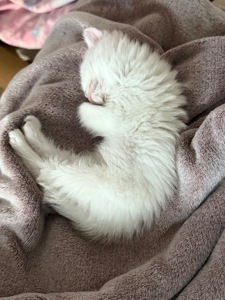 двi дiвчинки шукають новий дiм