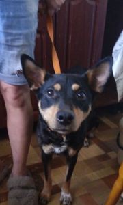 Чарівна Дана шукає родину цуценя