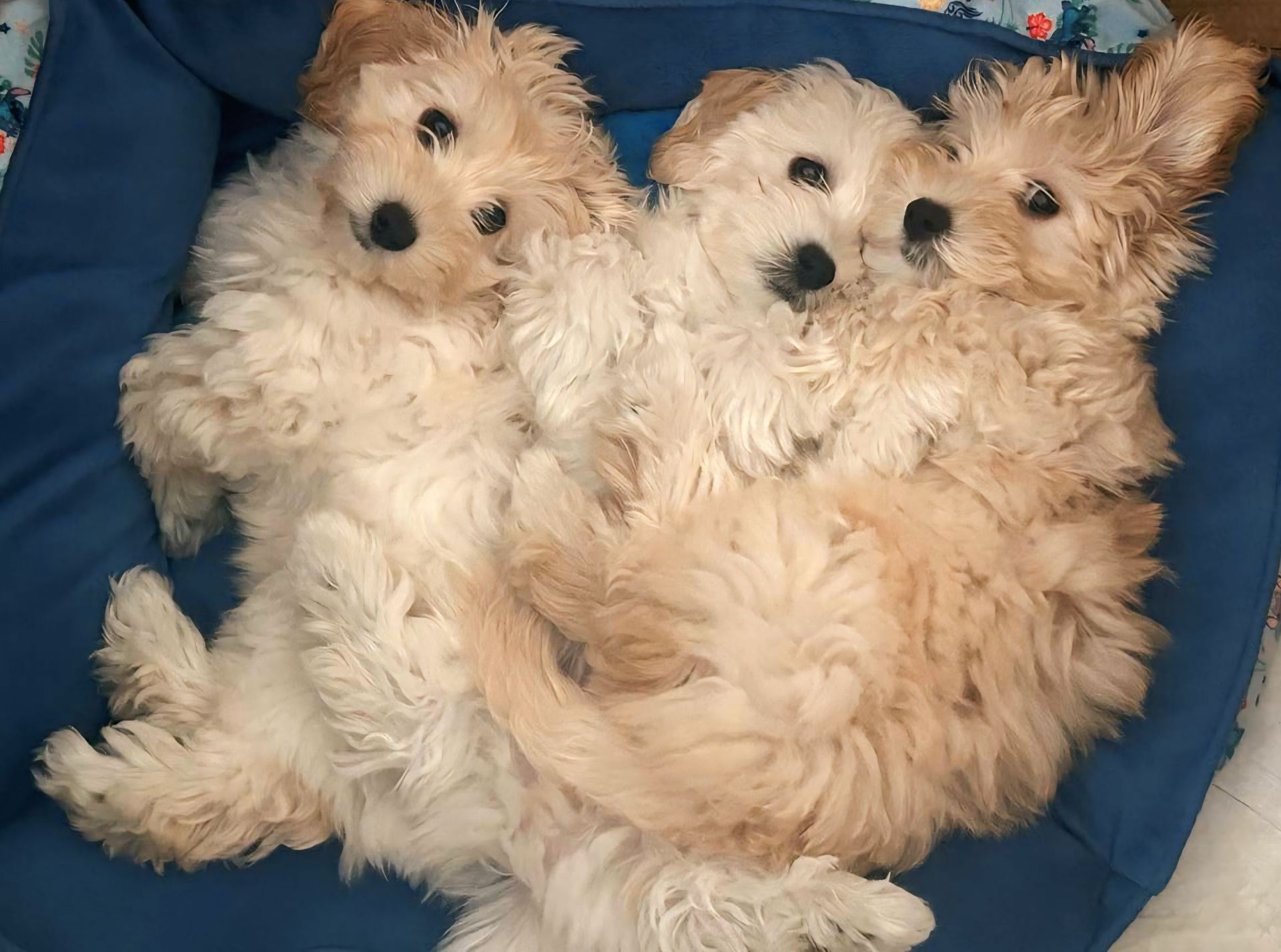 Маленьки улюбленці, поспішайте залишилось двоє малюків🐶🐶
