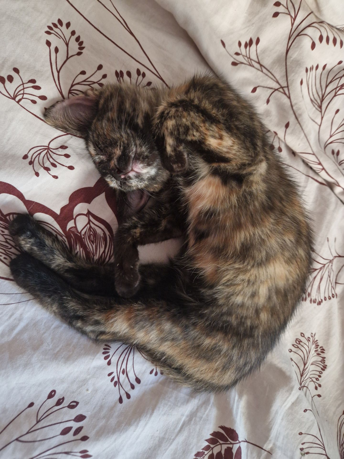 Плямисте КотоСонечко