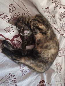 Плямисте КотоСонечко