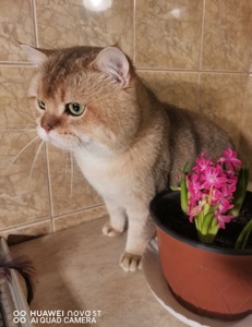 двi дiвчинки шукають новий дiм