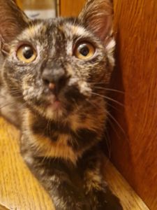 Плямисте КотоСонечко