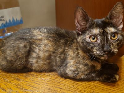 Плямисте КотоСонечко