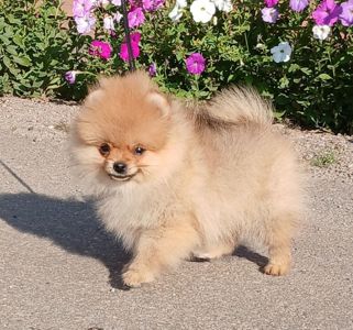 Хлопчик померансика