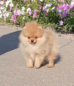 Хлопчик померансика
