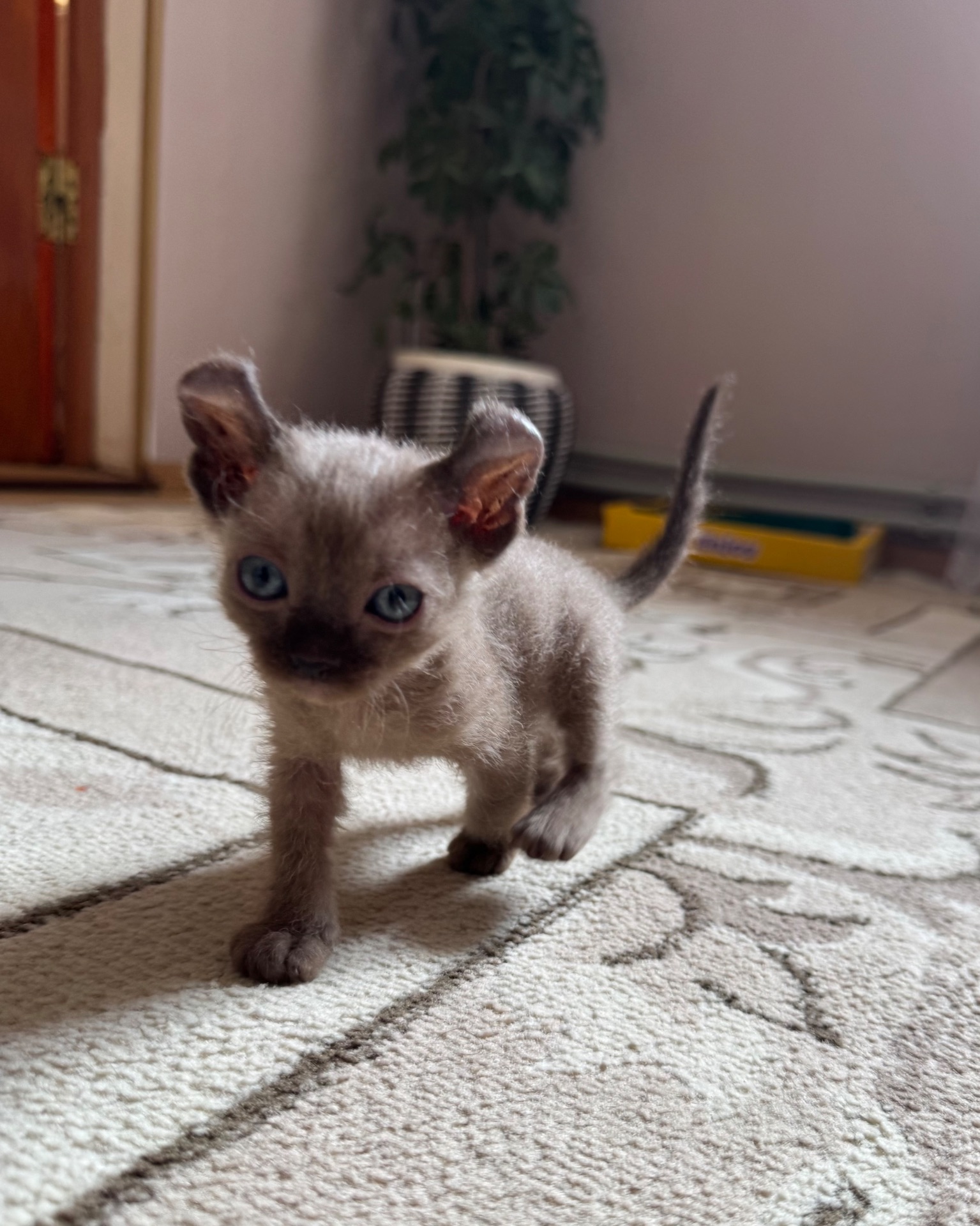 Продам кошенята сфінкса ельфа