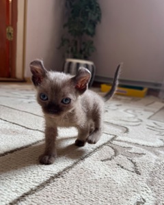 Продам кошенята сфінкса ельфа