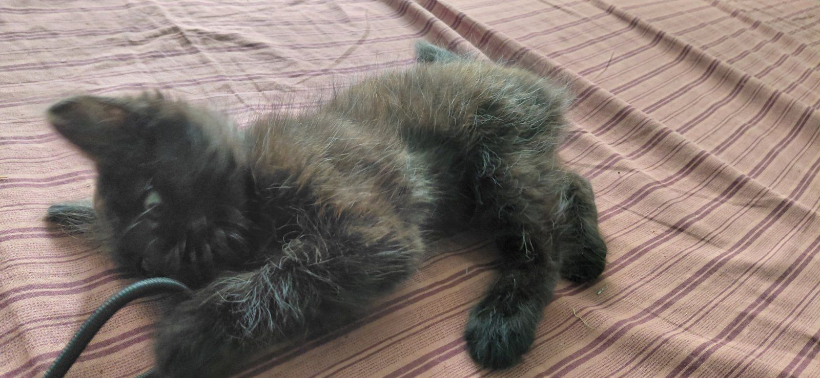 Котенок