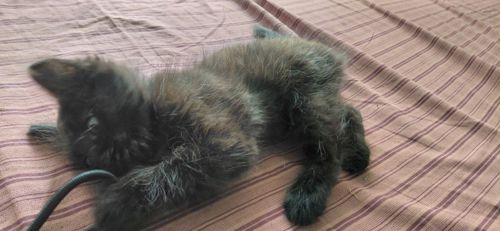 Котенок