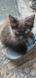 Котенок