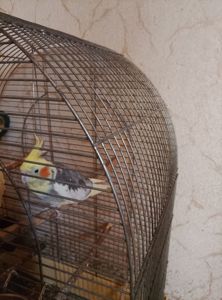 Продам корелу + клітка