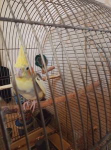 Продам корелу + клітка