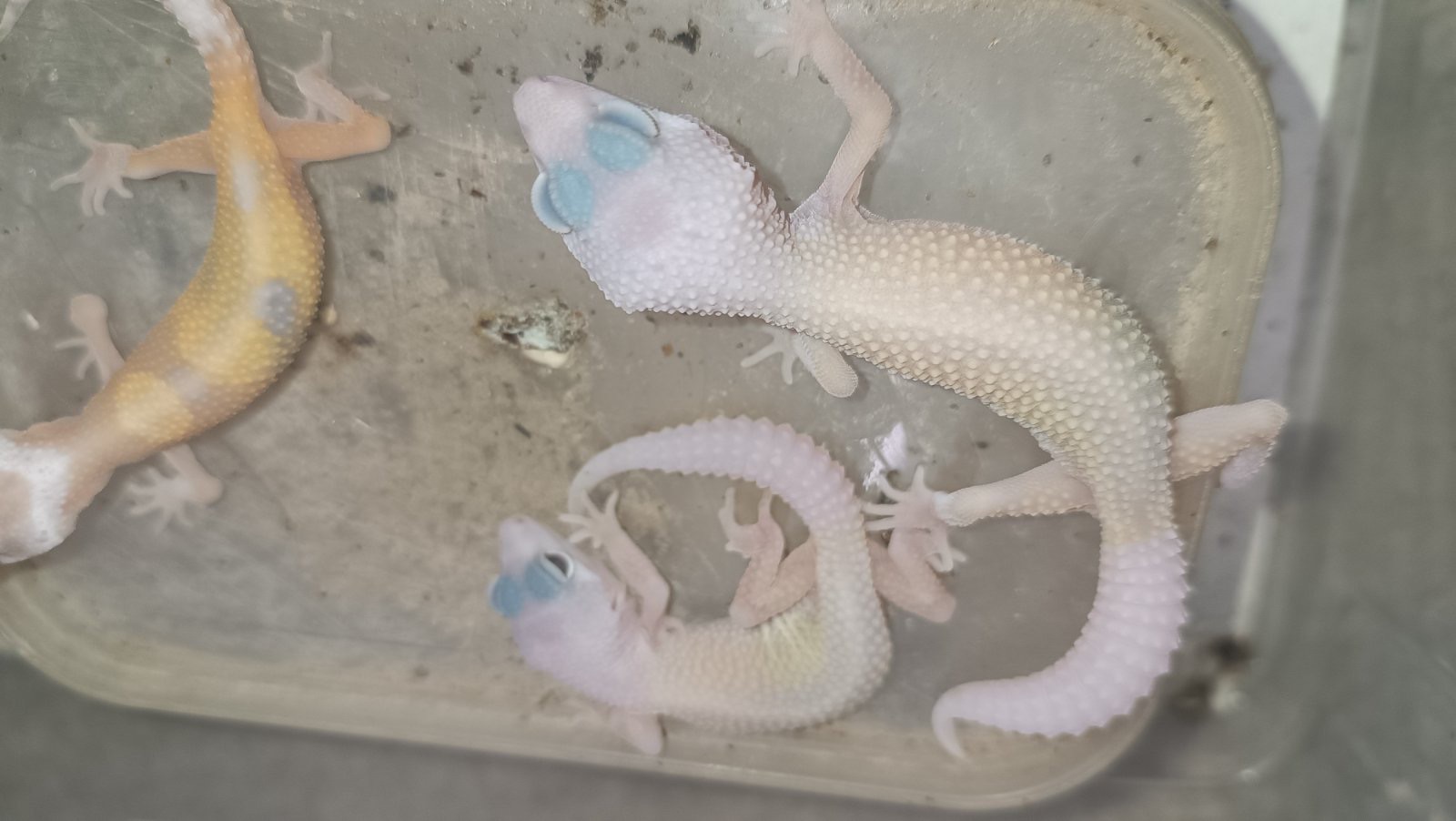 Продаються Еублефари