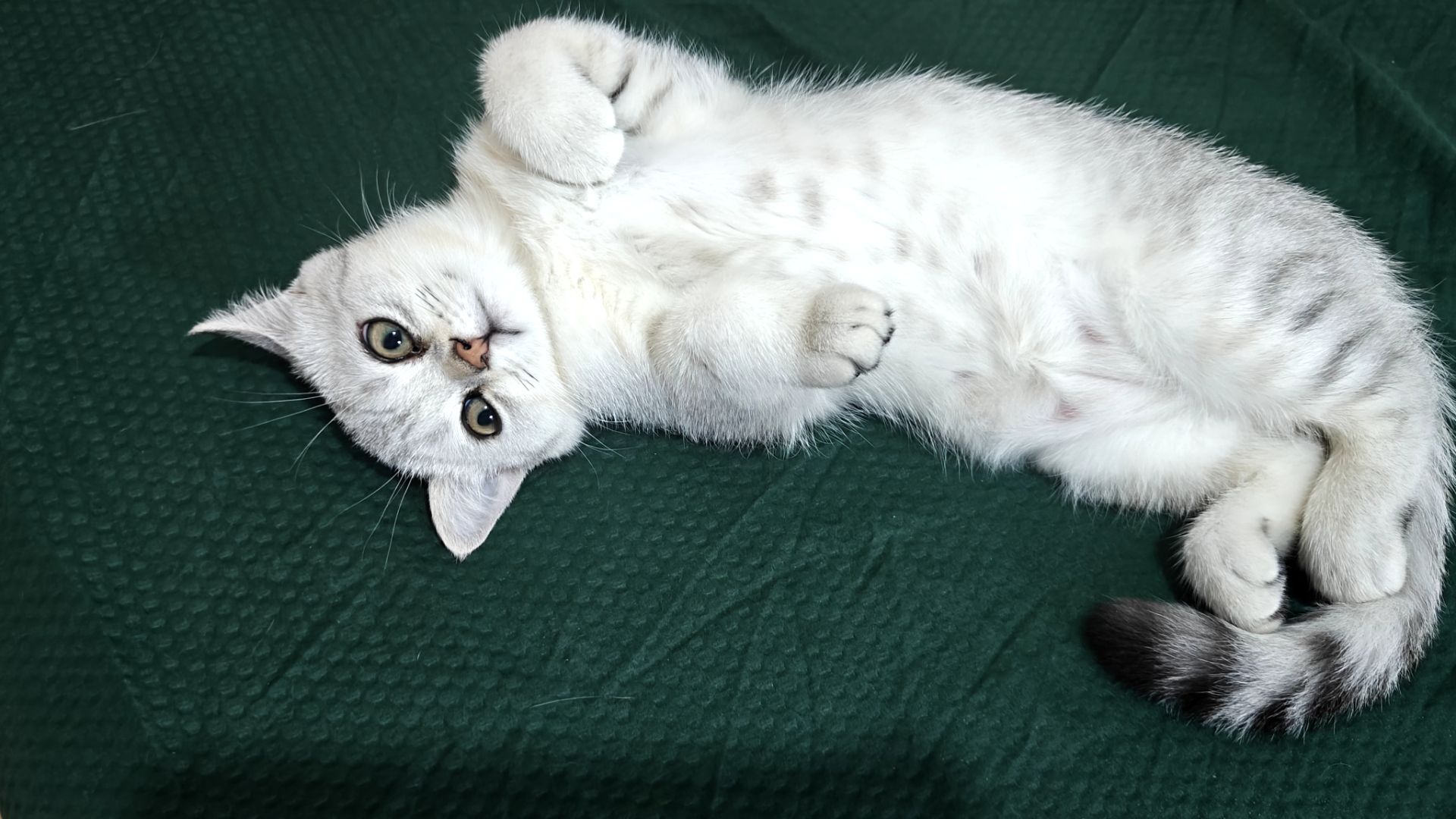Котик Лакі і киця Луна