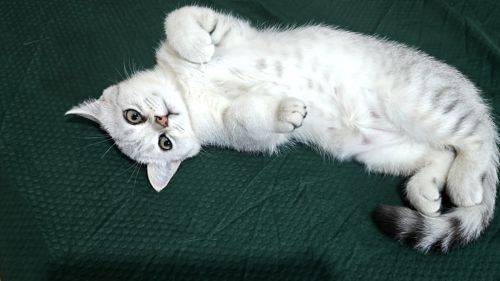 Котик Лакі і киця Луна