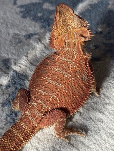 ‼️Бородатая агама крупный самец ‼️