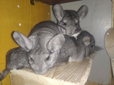 Віддам в добрі руки шиншилл дівчинок