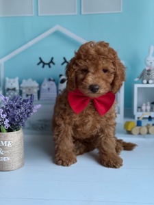 Пудель мініатюрний хлопчик