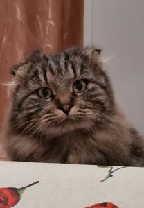 Киця потребує нового житла