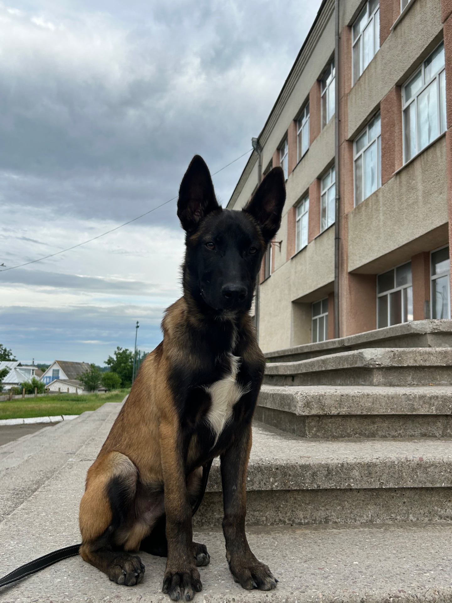 Цуценя малінуа КСУ