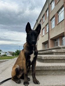 Цуценя малінуа КСУ
