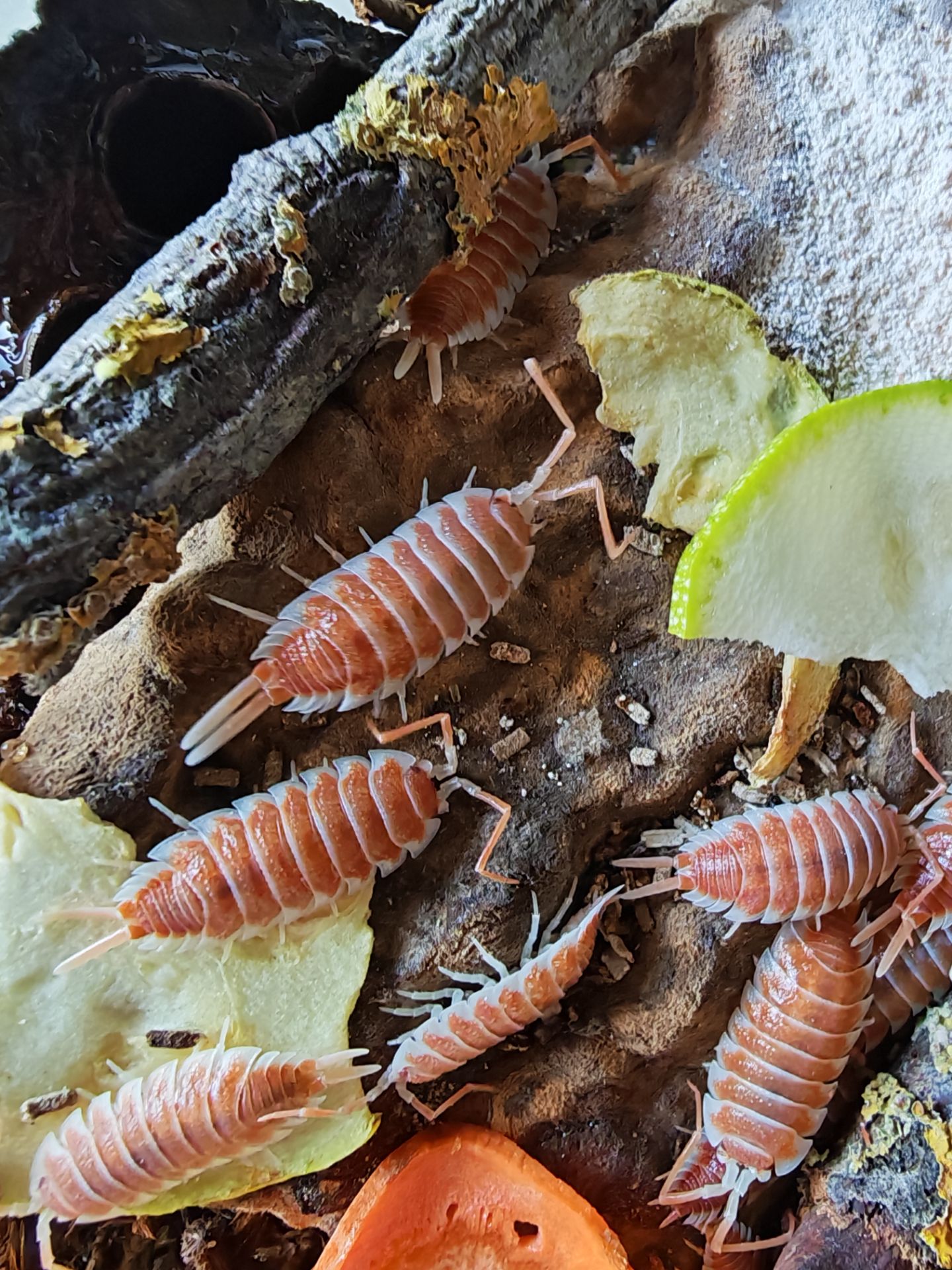 Мориці Porcellio Hoffmannseggi Orange