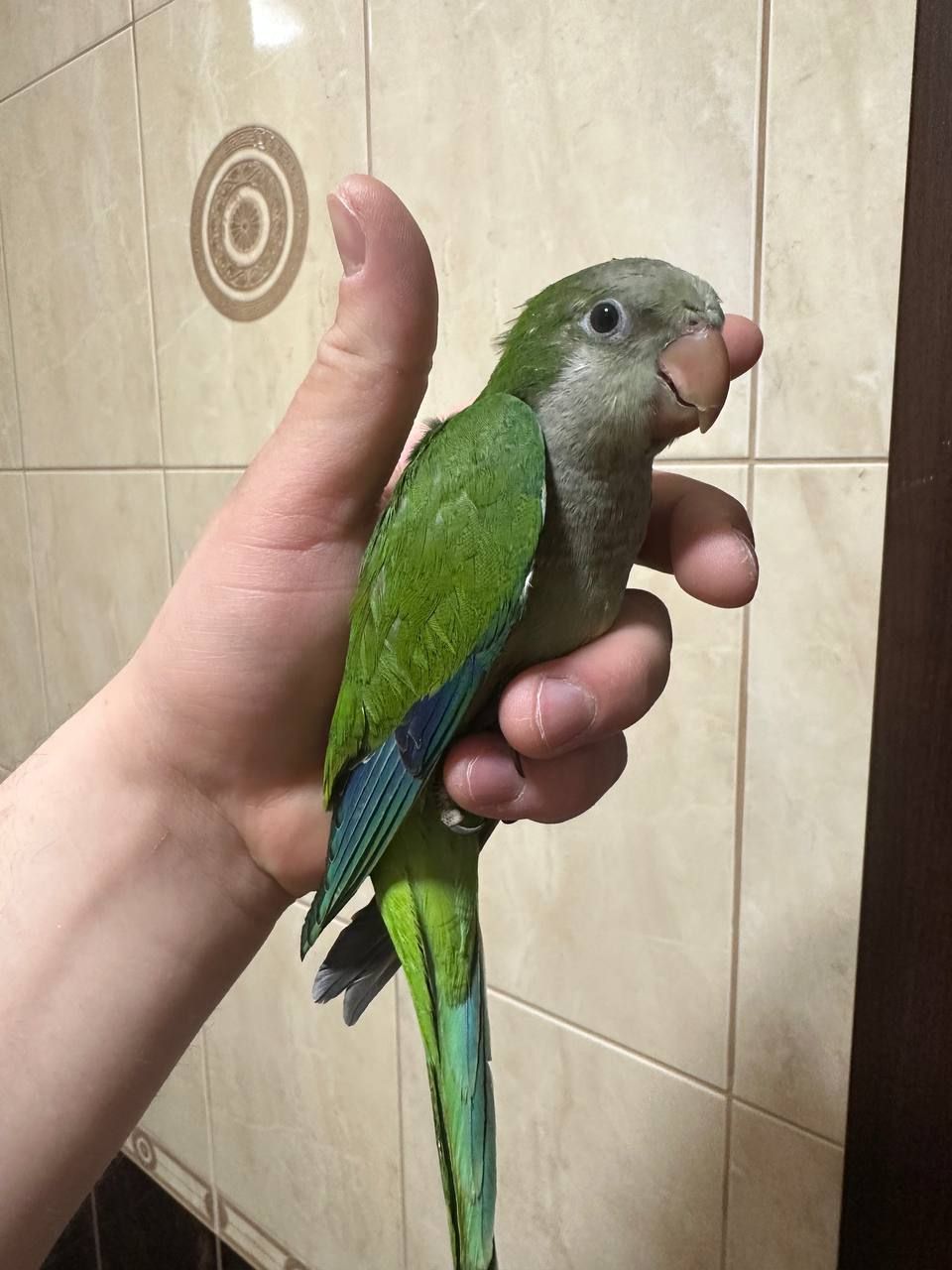 Монах, квакер, калита