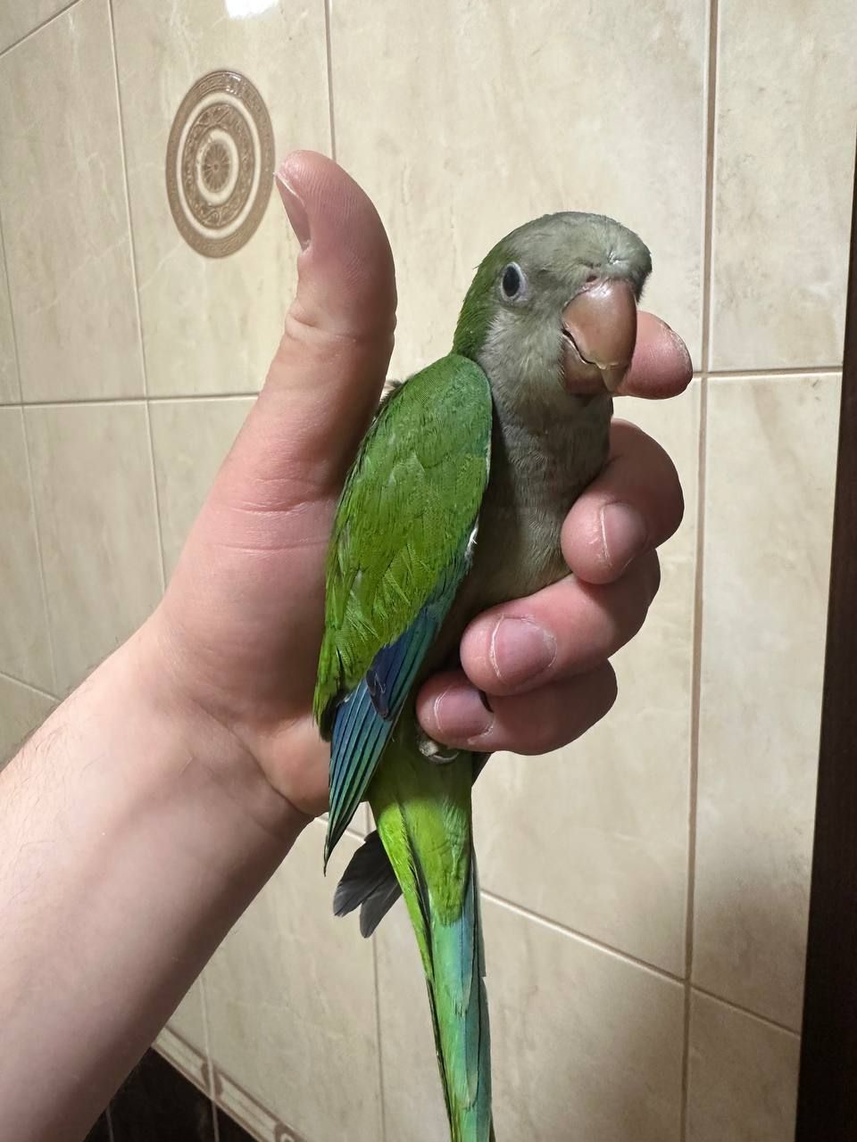 Монах, квакер, калита