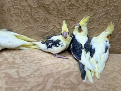 Попугайчики Корелла выкормыши ручные