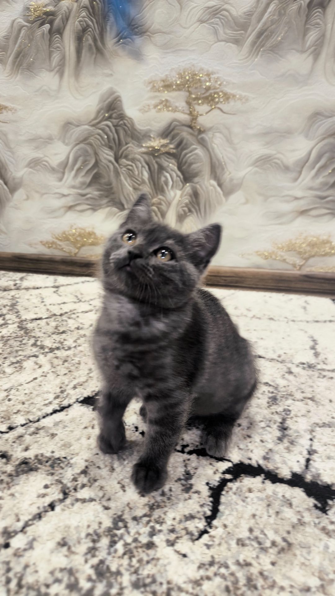 Котята шотландские